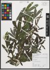 Foto von Salix purpurea L.